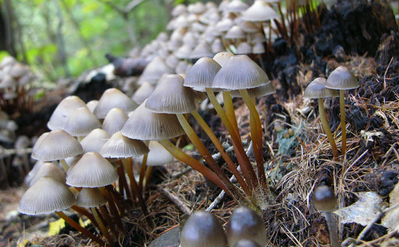 Genere Mycena